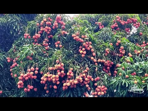2023年大丁香荔枝在剪枝後。開花如何防止落果。 - YouTube