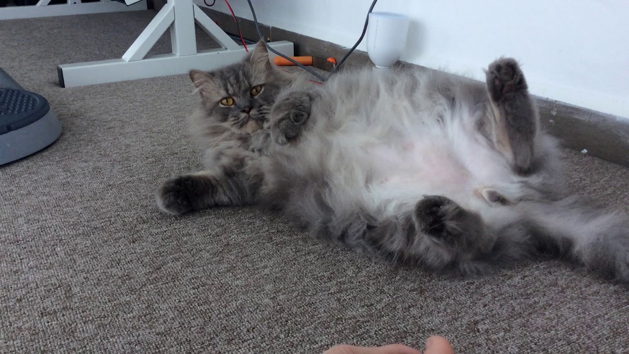 camera iphone 8 plus apk My Lil' Floof Bean Lying Down (voice reveal...Kinda?)
