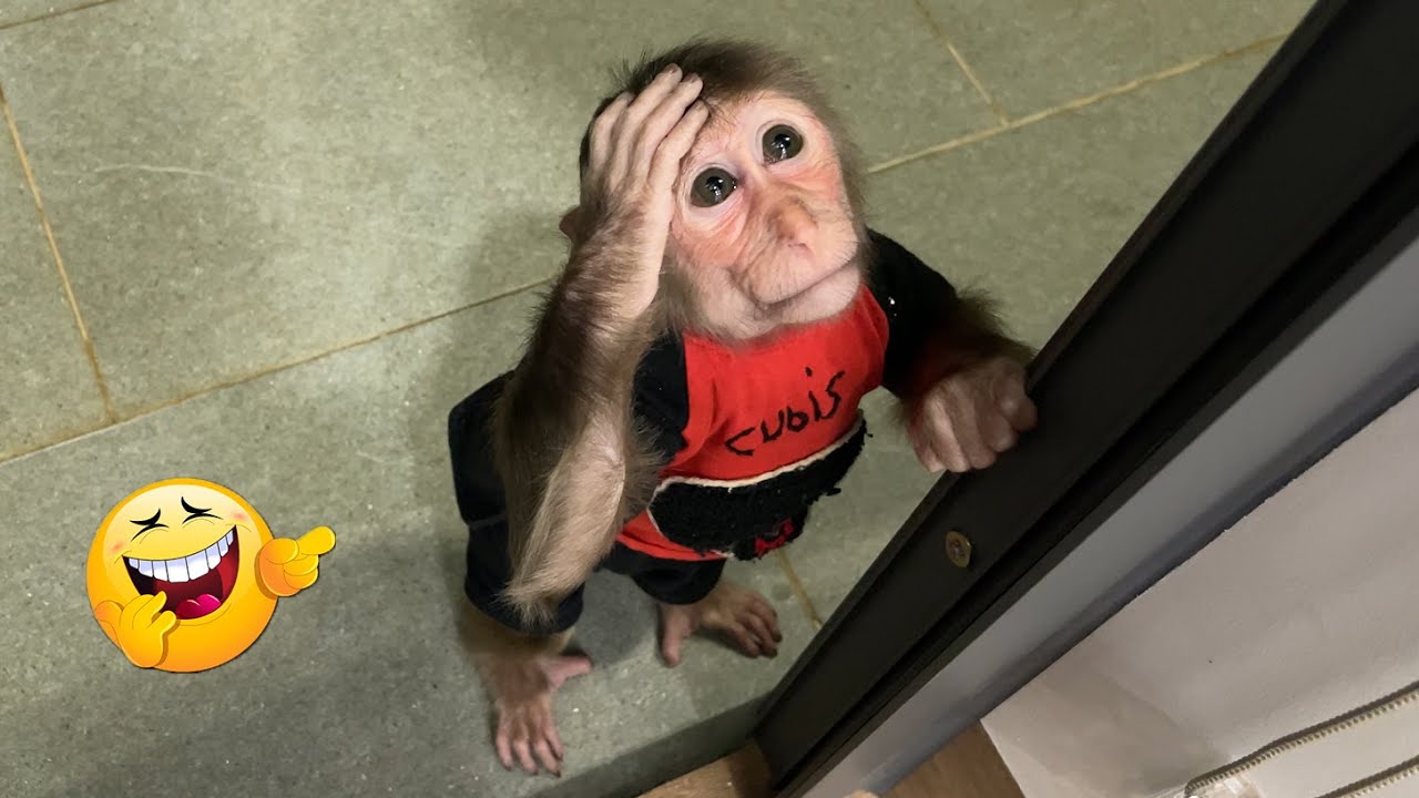 Voted funniest and smartest video 2025! Best video monkey 🐒