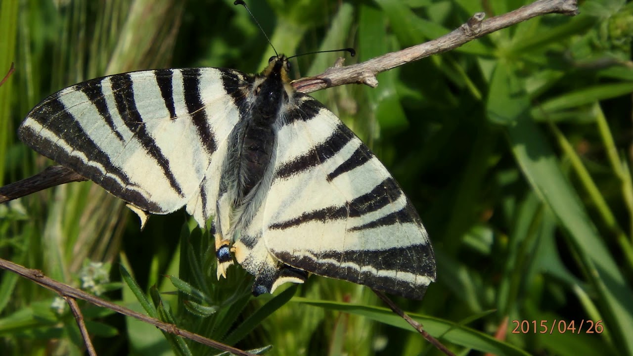 Scarce swallowtail (Iphiclides podalirius)  the sail swallowtail or pear-tree swallowtail