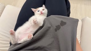 Download Lagu 甘えんぼ子猫をなでなでしてたら初めてTシャツに嬉ションして大変なことになっちゃいました… MP3