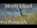 Merritt Island Bird Photography • Z50 & D500 • 18-400 & 200-500