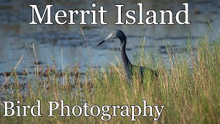 Merritt Island Bird Photography • Z50 & D500 • 18-400 & 200-500