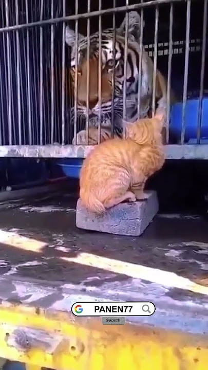 Nah ini baru Oyen