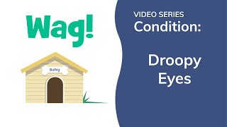 Droopy Eye in Dogs | Wag!