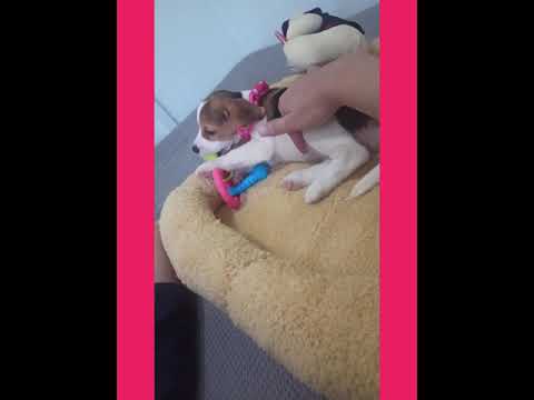 beagle sassy peed on bed