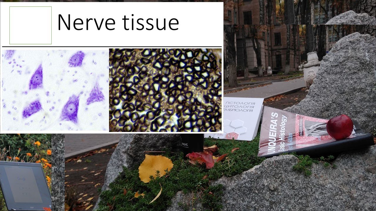 15. Nerve tissue (Histology lecture)
