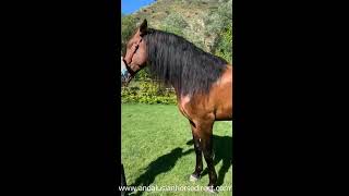 Fespecial Torreluna 20240506 www.andalusianhorsedirect.com