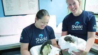 Welcoming Two New Southern Rockhopper Penguin Chicks