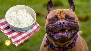 Can a Dog Have Cottage Cheese?