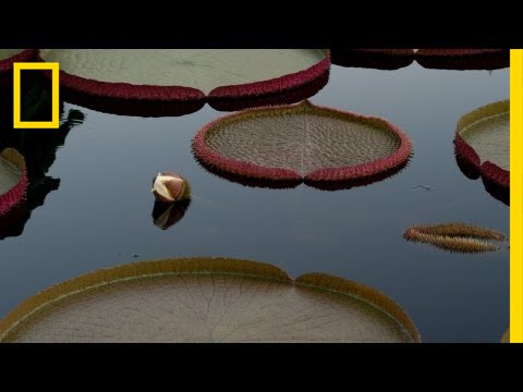 Night-Blooming Water Lily | National Geographic