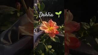 Dahlia