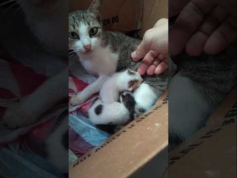 😻🐈‍⬛🙀🐈 #kittiesofyoutube #straypet #catlovers