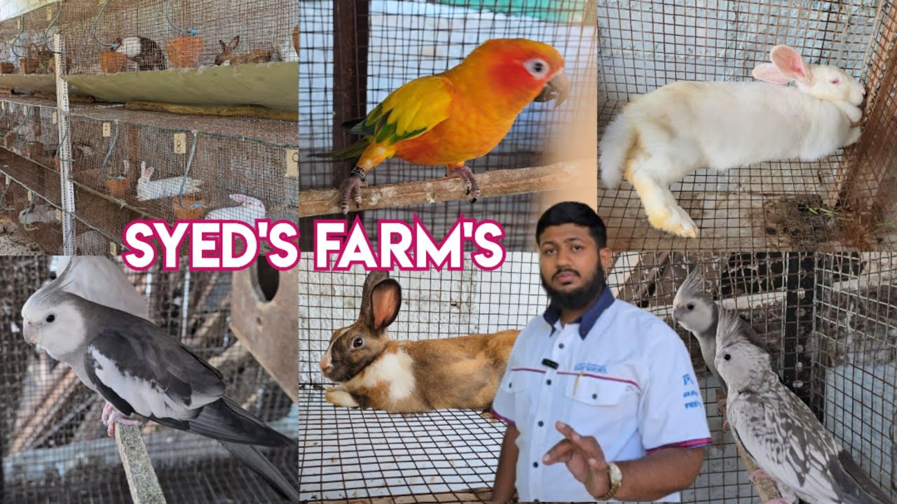 Syed's farm's rabbits setup bunnies available in Hyderabad | cocktail & conure chick's in Hyderabad