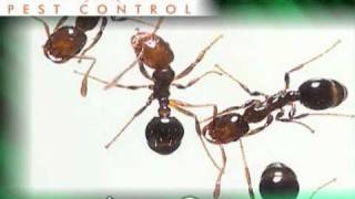 ArmaGetem Austin, Pest Control, Austin,TX