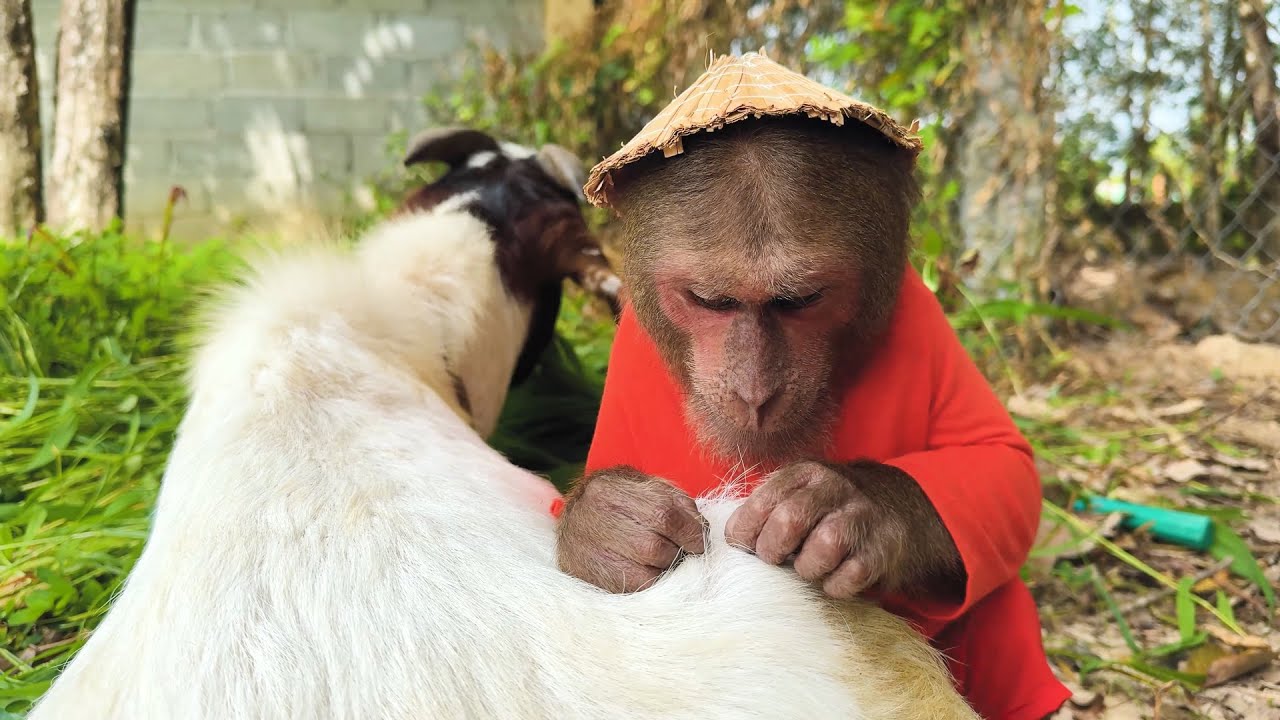 Smart Cutis take Goat enjoys cold winter the most unexpected special way