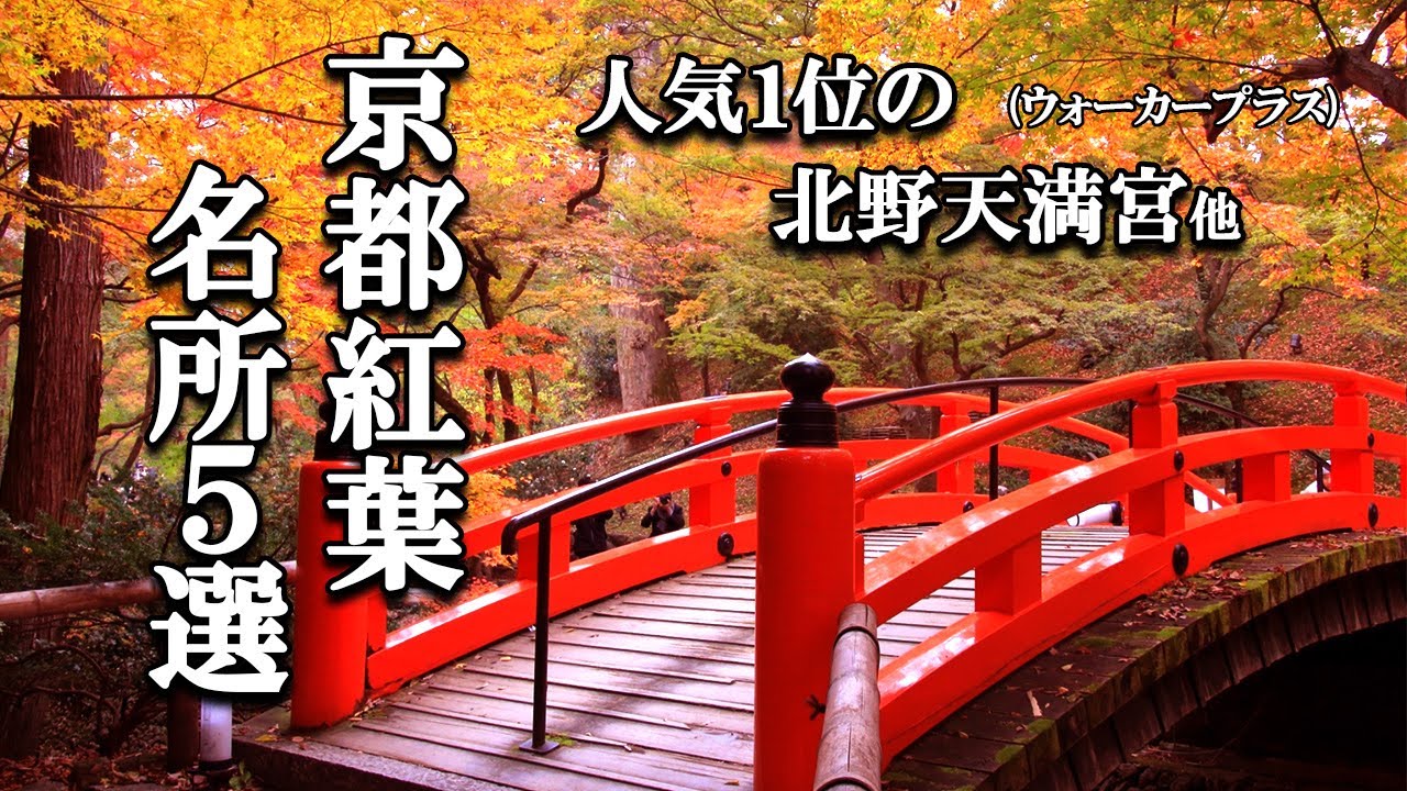 【4K 5 Осенние листья 🍁в Киото】Святилище Китано Тэнмангу, Храм Бёдо-ин, Зал Сандзюсангэндо