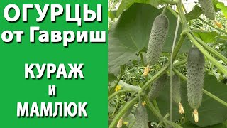 Огурцы Кураж и Мамлюк от Гавриш. Сравнение зеленцов.