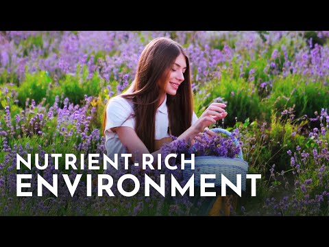 Achieving Fulfillment – Nutrient-Rich Environment