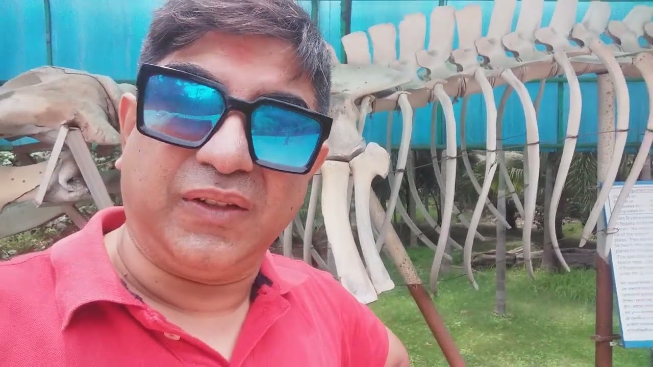 whale skeleton marine aquarium