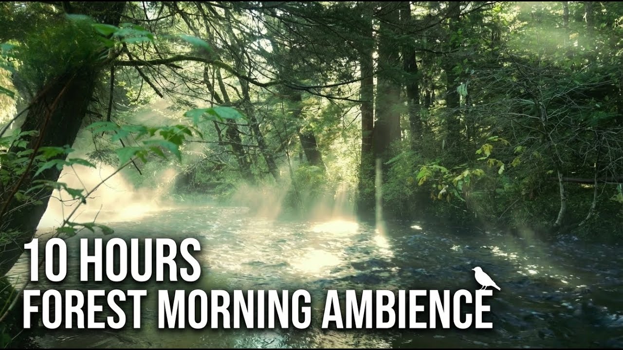 10 Hours of Forest Birdsong 🌿 Morning Nature Sounds for Focus, Study & Anxiety Relief