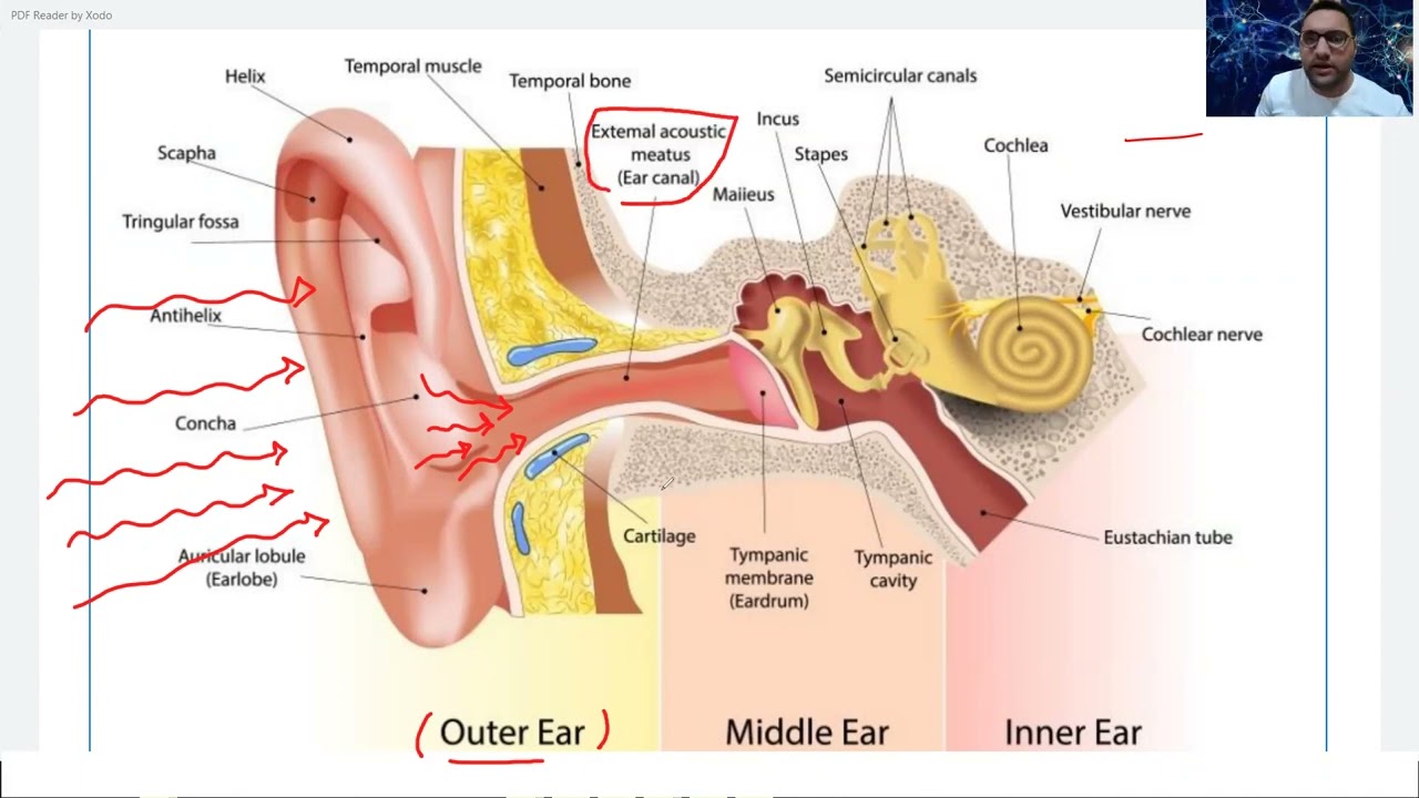Hearing physiology by Dr. Elsherif