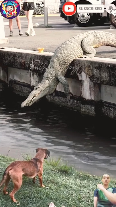 ANJING KAGET MELIHAT BUAYA BESAR DARI JEMBATAN NYEBUR  #animals #dogs #crocodile #shortvideo