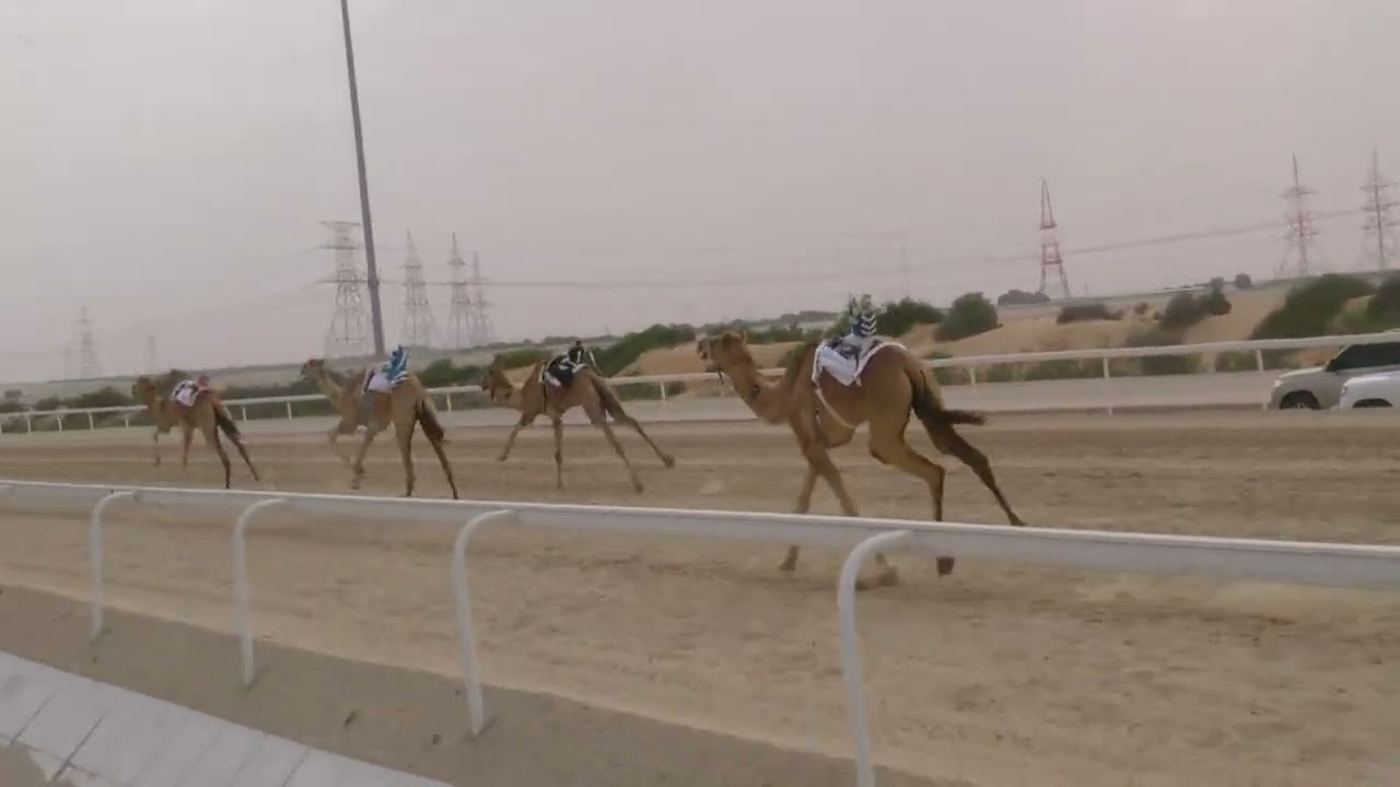 شوط 13(بشاره)للسيد: جابر عمير حجي الهاملي توقيت 07:45