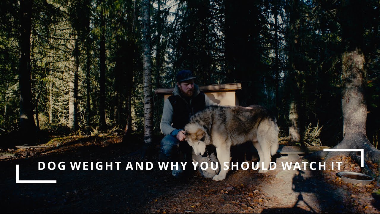 Watch Your Dogs Weight Dog Sledding YouTube