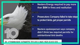 Florida-based wind energy company pleads guilty to killing 150 eagles