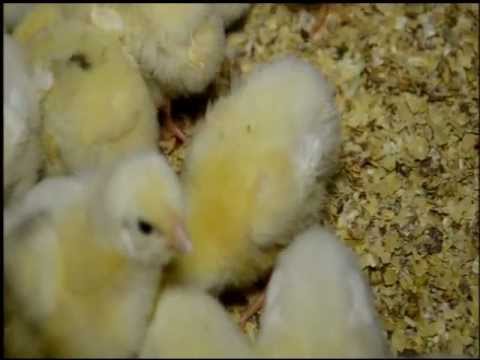 Video: Co Znamená „brojlerová Kuřata“?