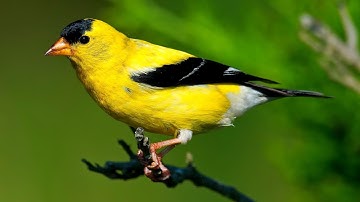 Thumbnail of American Goldfinch Singing Song