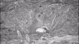 Fraser Point Cam II. The second eagle chick hatches. 04.04.2024. Explore.org