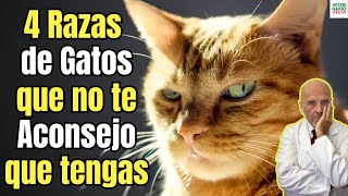 4 Razas De Gatos Que No Te Aconsejo Que Tengas En Casa