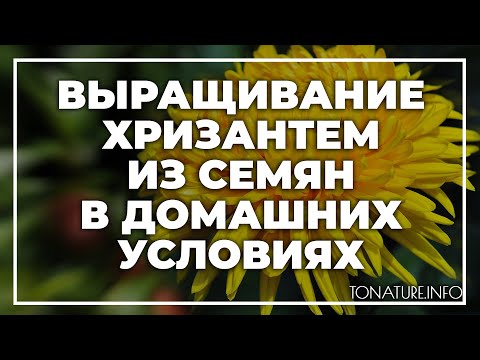 Выращивание хризантем из семян в домашних условиях | toNature.Info