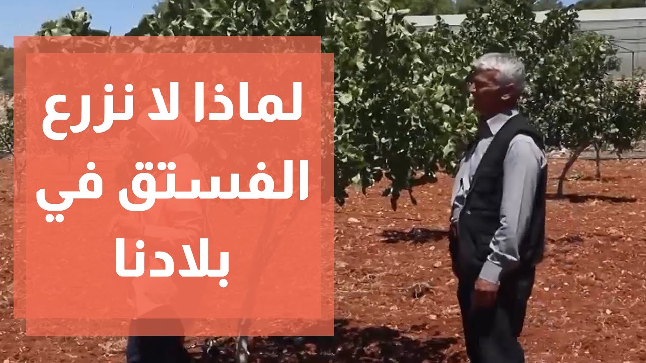 زراعة الفستق الحلبي في الأردن