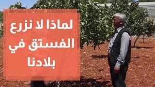 زراعة الفستق الحلبي في الأردن