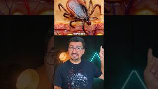 Você Está Tirando Carrapatos do Jeito Errado