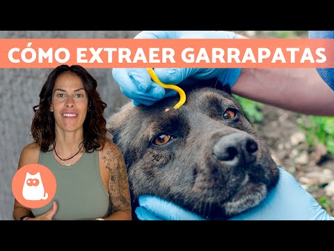 Video: Cómo quitar una garrapata de un perro