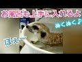 ﾐｰｱｷｬｯﾄ&猫　お風呂でぬくぬく♪お利口さんに入れるよ❤️