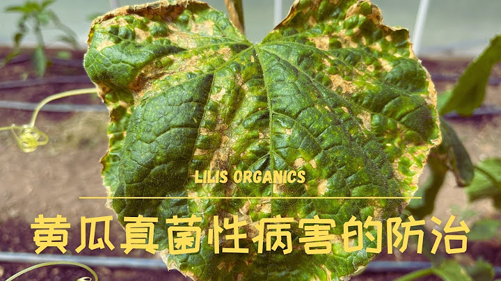 黃瓜真菌性病害的防治 | 霜霉病，黑斑病，白粉病，早疫病 | Downy Mildew/Black Spot/Powdery Mildew/Early Blight - 天天要聞
