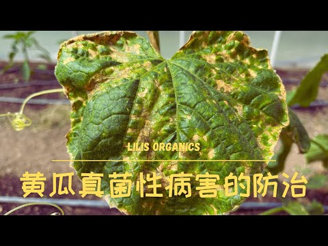 黄瓜真菌性病害的防治 | 霜霉病，黑斑病，白粉病，早疫病 | Downy Mildew/Black Spot/Powdery Mildew/Early Blight