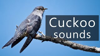 The Sounds Of The Oriental Cuckoo
