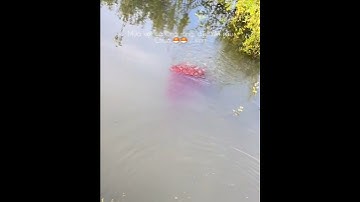 Nghề bắt cá lóc, cá lòng ròng đặc sản #cacconvat #docla #fishing #ca7mau #guppy #ca7maugiare