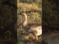 African Geese #nature #animals #birds #bird #wildlife  #naturelovers #natural #fun #music