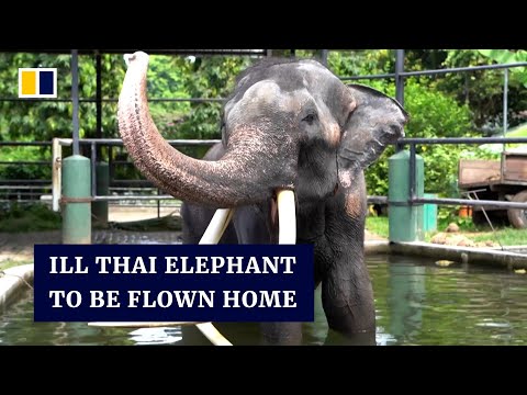Ailing Thai elephant to be flown home after alleged neglect at Sri Lankan temple