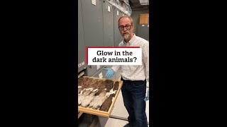 Did you know some animals glow under UV light?