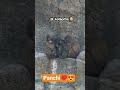 #abandonedmonkeylife #monkey #punch #babymonkey #panchi #punchkun #punchthemonkey #punchmonkey #