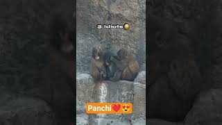 #abandonedmonkeylife #monkey #punch #babymonkey #panchi #punchkun #punchthemonkey #punchmonkey #