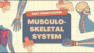 MSK ANATOMY CC Part 1 || Ziad Al-Ghul